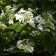 VIBURNUM plicatum Watanabe