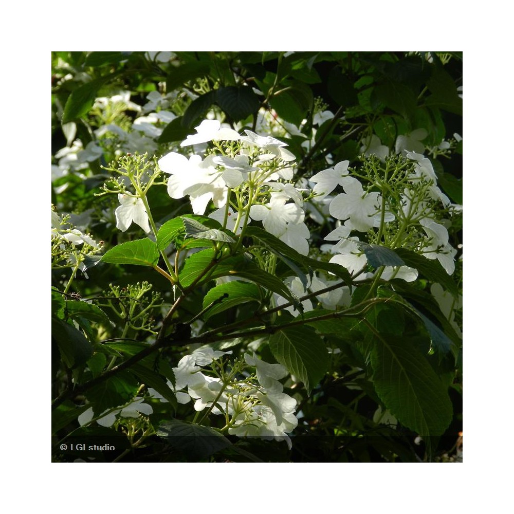 VIBURNUM plicatum Watanabe