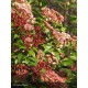 VIBURNUM tinus Spirit®