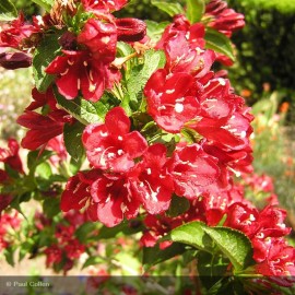 WEIGELA x Bristol Ruby