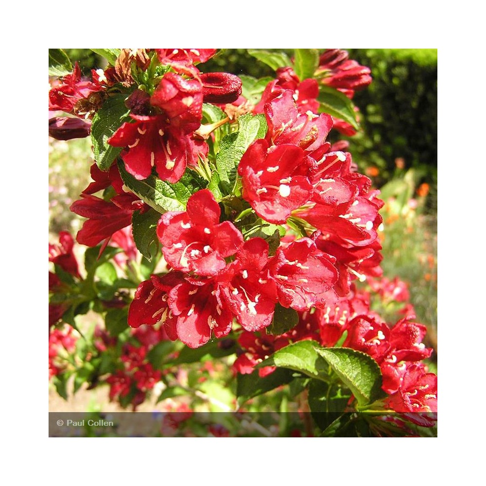 WEIGELA x Bristol Ruby