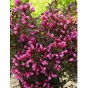 WEIGELA x Ruby Queen