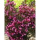 WEIGELA x Ruby Queen