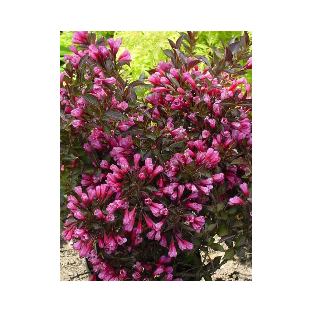 WEIGELA x Ruby Queen