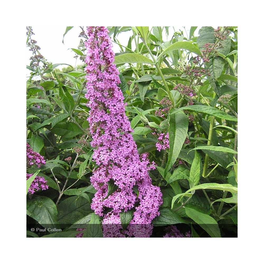 BUDDLEIA davidii Pink Delight