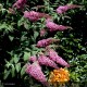 BUDDLEIA davidii Royal Red