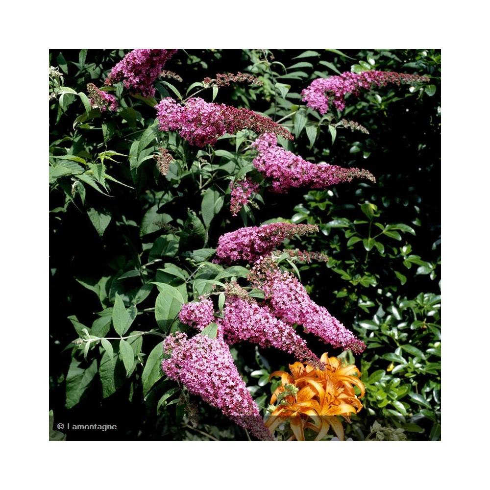 BUDDLEIA davidii Royal Red