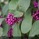 CALLICARPA bodieneri Profusion