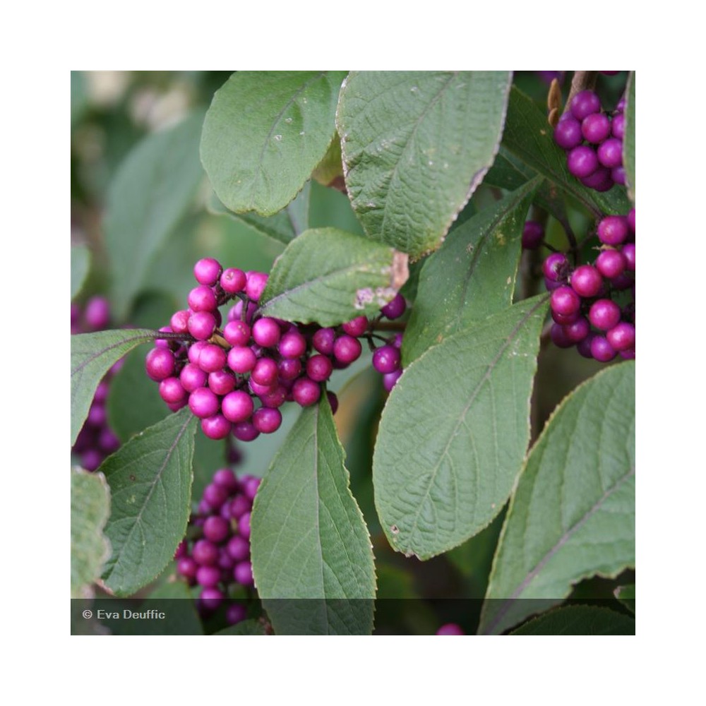 CALLICARPA bodieneri Profusion