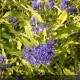 CARYOPTERIS x clandonensis Worcester Gold