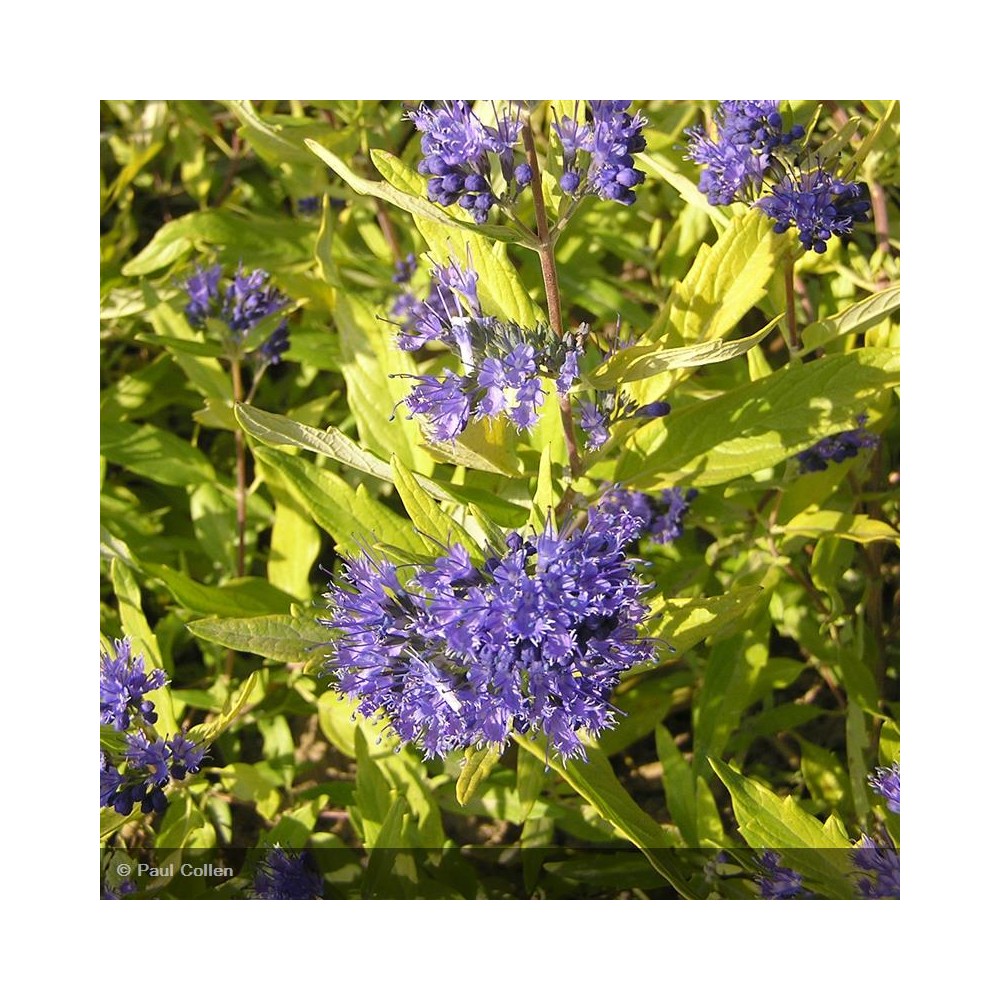 CARYOPTERIS x clandonensis Worcester Gold