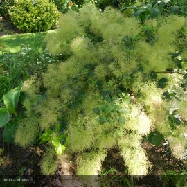 COTINUS coggygria Young Lady