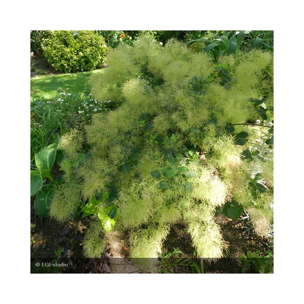 COTINUS coggygria Young Lady