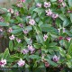 DAPHNE odora Aureomarginata