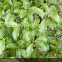 PITTOSPORUM tenuifolium