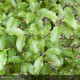 PITTOSPORUM tenuifolium