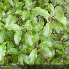 PITTOSPORUM tenuifolium
