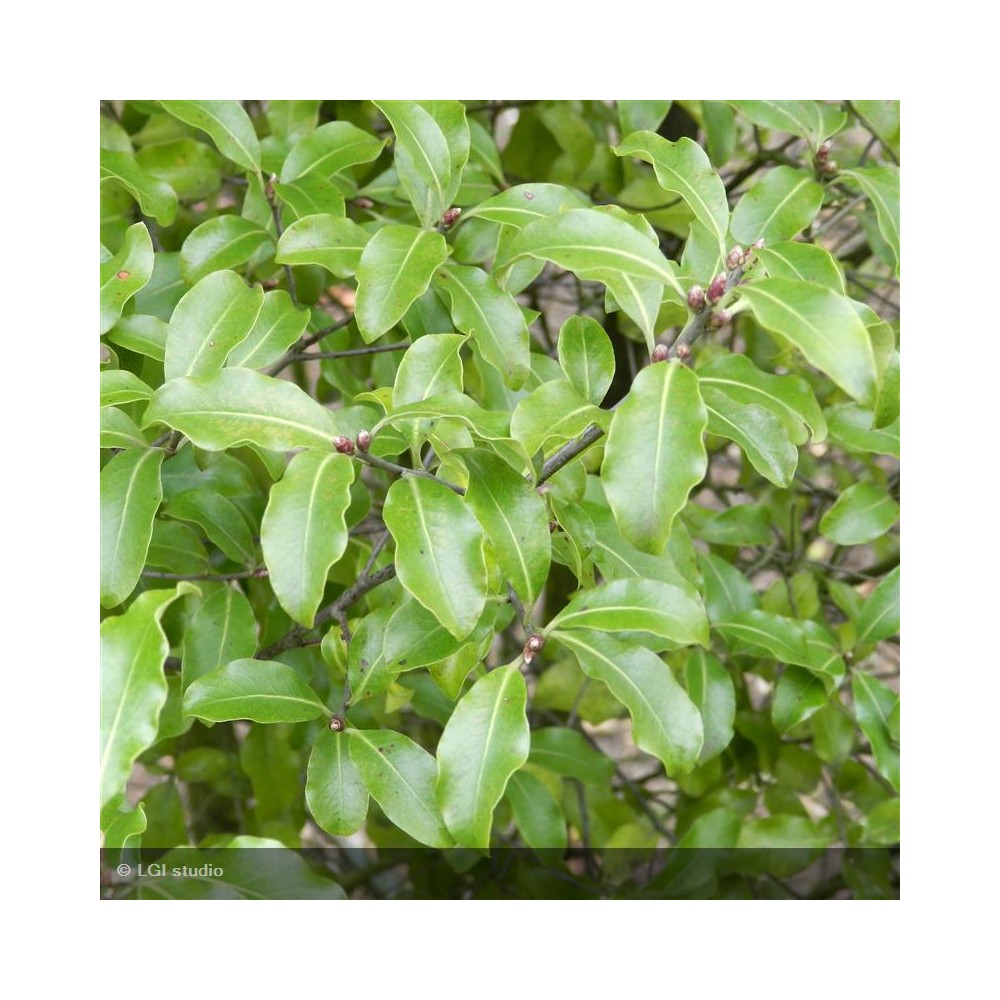 PITTOSPORUM tenuifolium