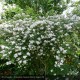 KOLKWITZIA amabilis Pink Cloud