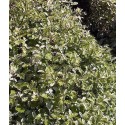 PITTOSPORUM tenuifolium Irène Paterson