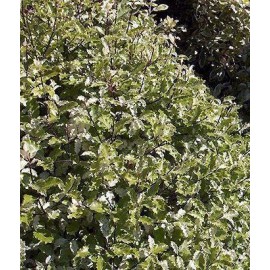 PITTOSPORUM tenuifolium Irène Paterson