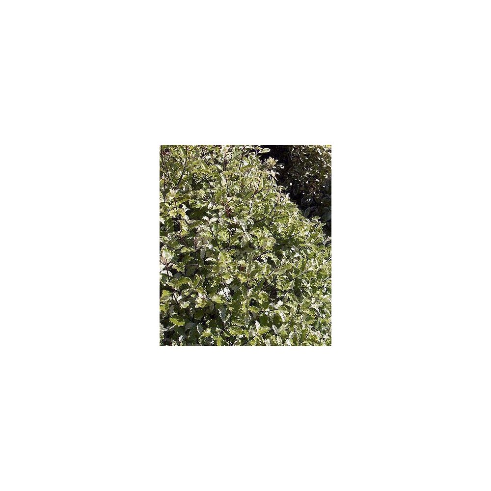 PITTOSPORUM tenuifolium Irène Paterson