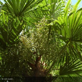TRACHYCARPUS fortunei