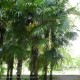 TRACHYCARPUS fortunei