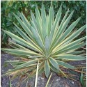 YUCCA gloriosa Variegata