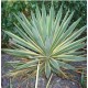 YUCCA gloriosa Variegata