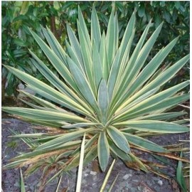 YUCCA gloriosa Variegata