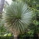 YUCCA rostrata