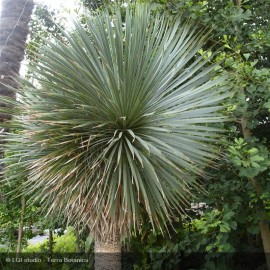 YUCCA rostrata