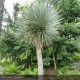 YUCCA rostrata