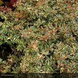 ABELIA confetti® Conti