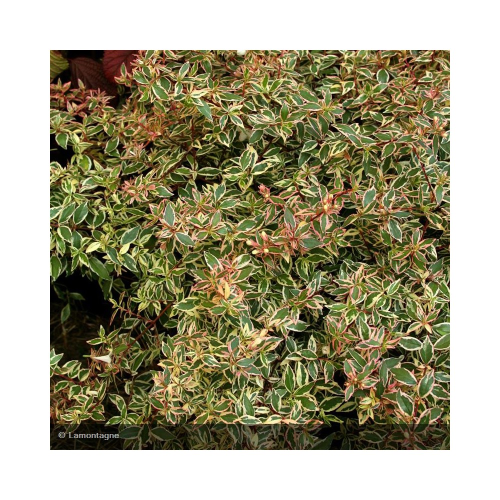 ABELIA confetti® Conti