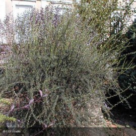 BERBERIS x stenophylla