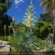 YUCCA rostrata