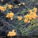 BERBERIS x stenophylla