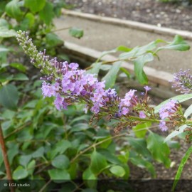 BUDDLEIA davidii Nanho Blue