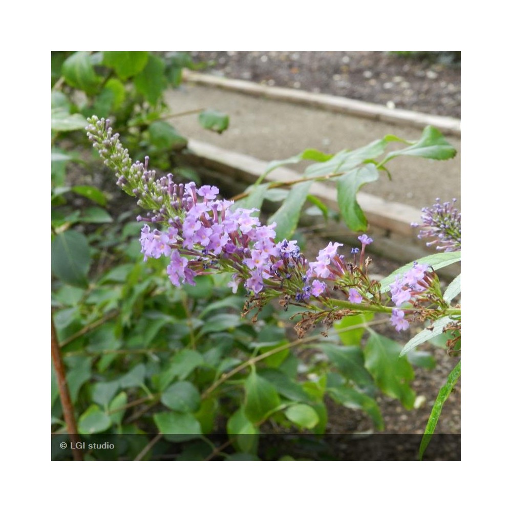 BUDDLEIA davidii Nanho Blue