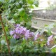 BUDDLEIA davidii Nanho Blue