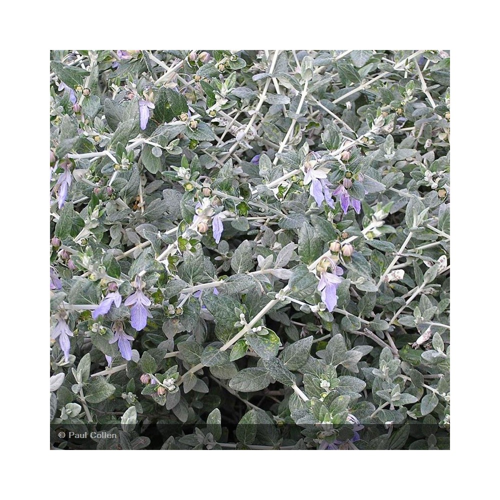 TEUCRIUM fruticans