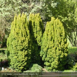 TAXUS baccata Fastigiata Aurea