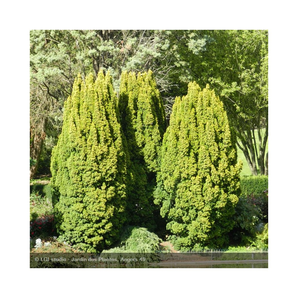 TAXUS baccata Fastigiata Aurea