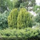 TAXUS baccata Fastigiata Aurea