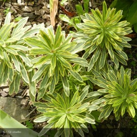 EUPHORBIA martinii Ascot Rainbow®