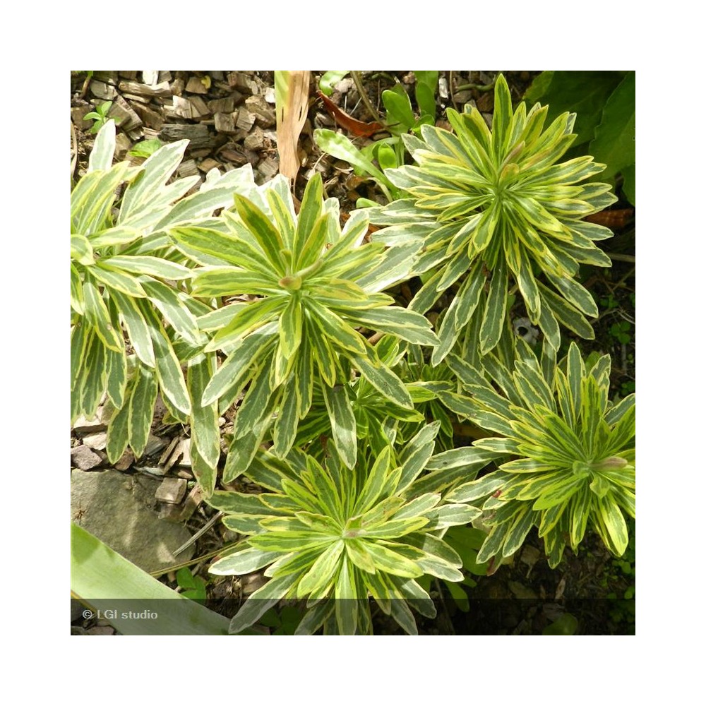 EUPHORBIA martinii Ascot Rainbow®
