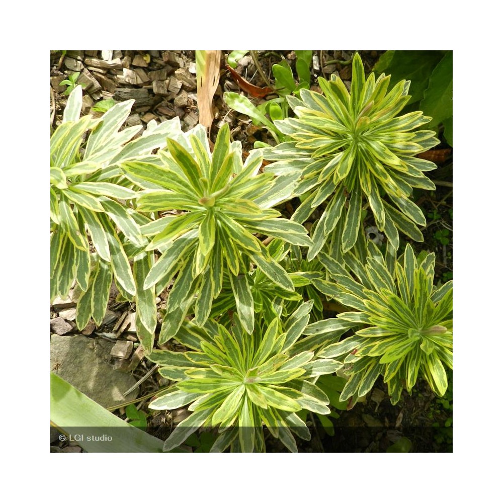 EUPHORBIA martinii Ascot Rainbow®