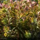 EUPHORBIA martinii Ascot Rainbow®